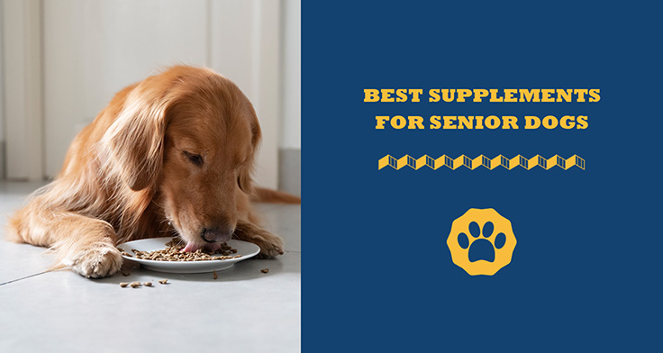 Best Supplements For Senior Dogs