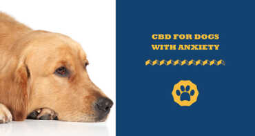 CBD For Dogs With Anxiety