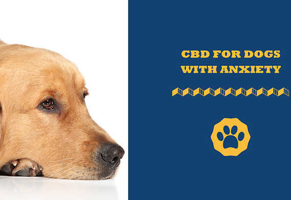 CBD For Dogs With Anxiety