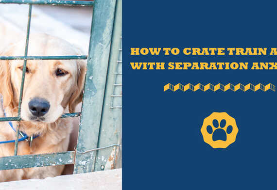 How To Crate Train A Dog With Separation Anxiety