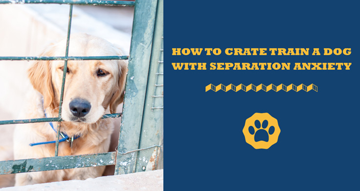 How To Crate Train A Dog With Separation Anxiety