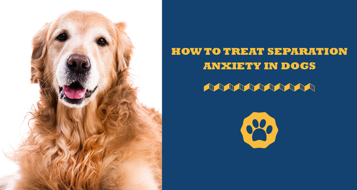 How To Treat Separation Anxiety In Dogs