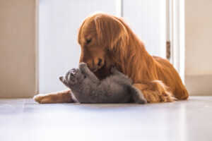 Are Golden Retrievers Suited To Living With A Cat?