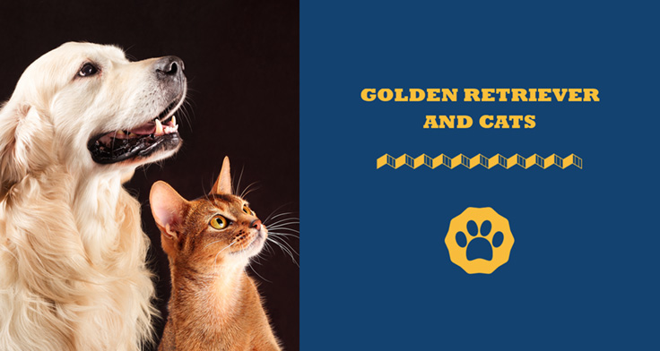 Golden Retriever And Cats