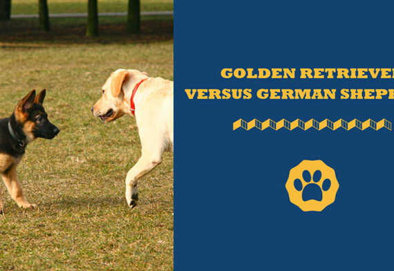 Golden Retriever Versus German Shepherd