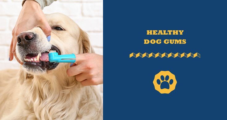 Healthy Dog Gums