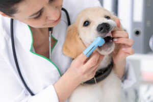 How Can You Treat Canine Gum Problems?