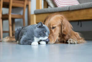 How Should You Bring A Cat Home To A Golden Retriever?