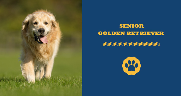 Senior golden retriever