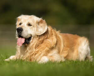 What Is The Average Lifespan Of A Golden Retriever?