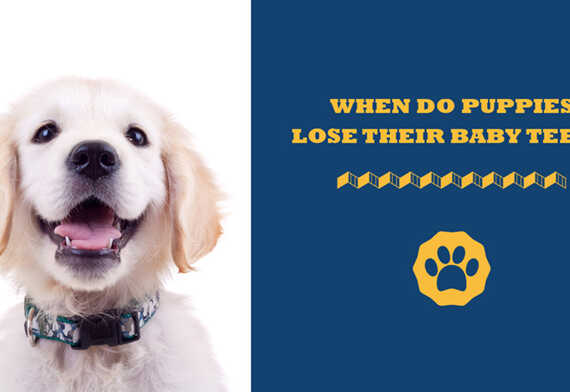 When Do Puppies Lose Their Baby Teeth