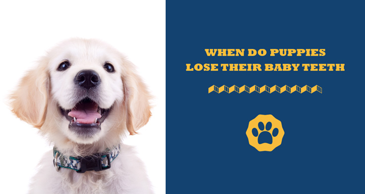 When Do Puppies Lose Their Baby Teeth