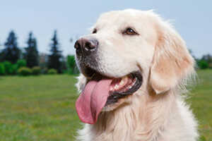 Do Golden Retrievers Drool? What’s Normal & When To Worry