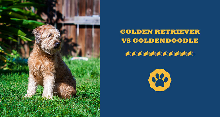 Golden Retriever vs Goldendoodle