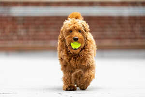 Golden Retriever vs. Goldendoodle: Grooming, Diet & Exercise