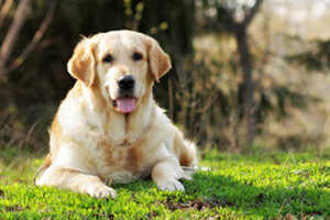 Golden Retriever vs. Goldendoodle: Size & Appearance