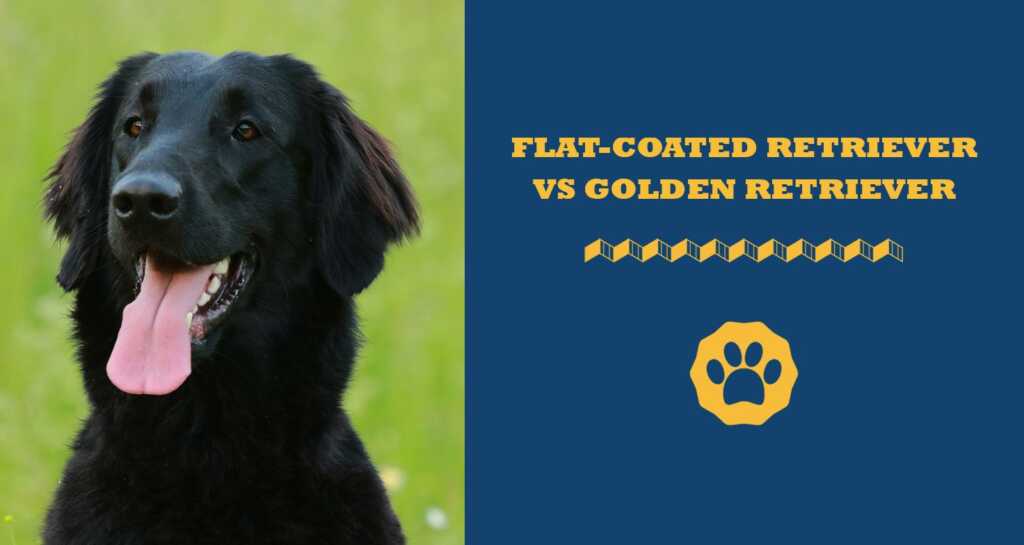 Flat-Coated Retriever vs golden retriever