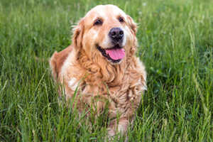 Flat-Coated Retriever vs. Golden Retriever Grooming, Diet, And Exercise