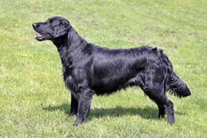 Flat-Coated Retriever vs. Golden Retriever: Size And Appearance