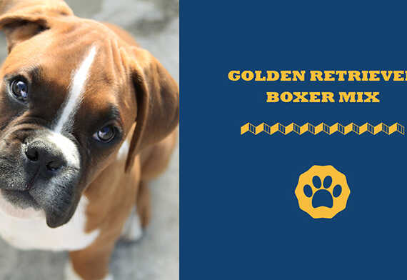 Golden Retriever Boxer Mix