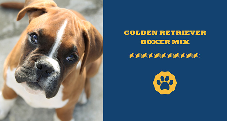 Golden Retriever Boxer Mix