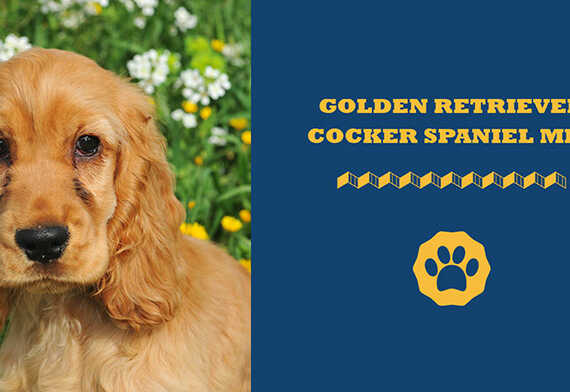 Golden Retriever Cocker Spaniel Mix