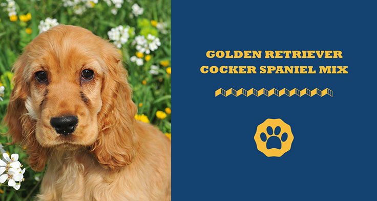 Golden Retriever Cocker Spaniel Mix