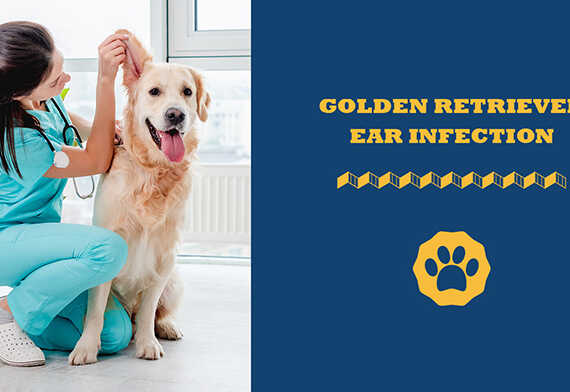 Golden Retriever ear infection