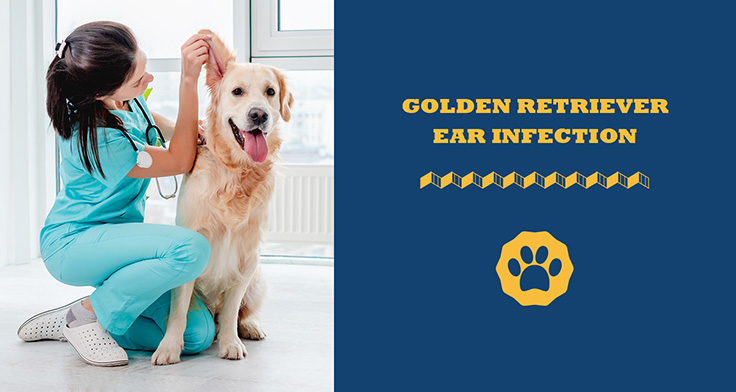 Golden Retriever ear infection