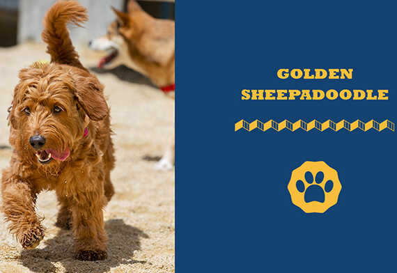 Golden Sheepadoodle