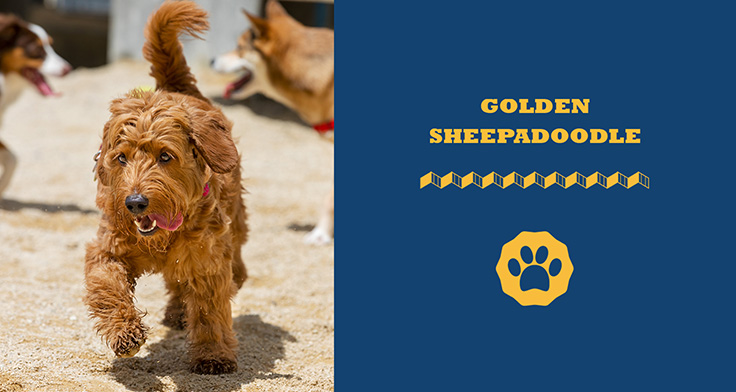 Golden Sheepadoodle