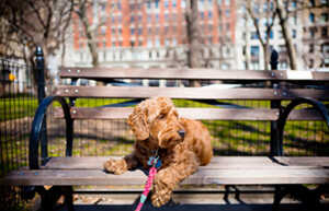 Goldendoodle