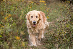 Parentage Of The Golden Cocker Retriever