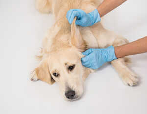 What Causes Ear Infections In Golden Retrievers?