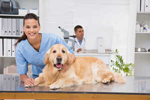 Can You Prevent Cancer In Your Golden Retriever?