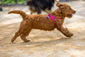 History Of The Mini Goldendoodle Breed