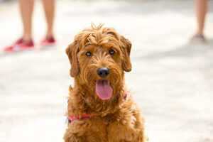 Miniature Goldendoodle Temperament And Trainability