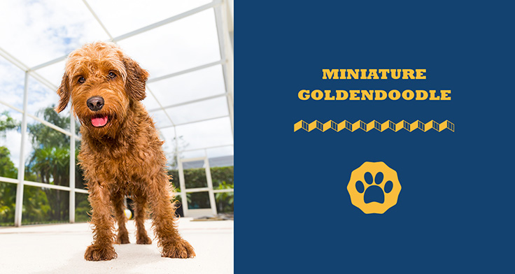 Miniature Goldendoodle