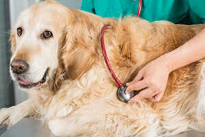 What Types Of Cancer Do Golden Retrievers Get?