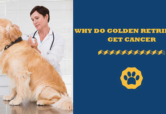 Why do golden Retrievers get cancer