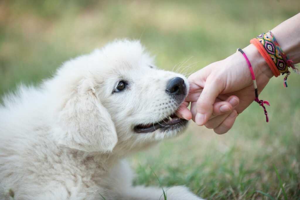 Puppy biting fingers