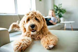 8 Steps On How To Groom A Goldendoodle At Home