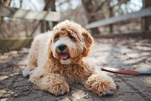 Caring For Your Goldendoodle While She’s In Heat