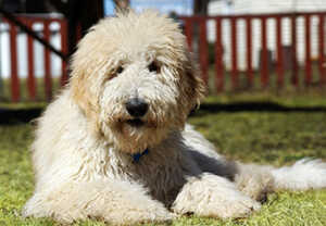 Goldendoodle Generations: What’s The Difference?