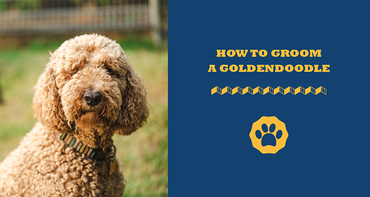 How to groom a goldendoodle