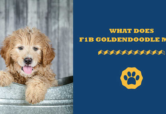 What does F1B goldendoodle mean