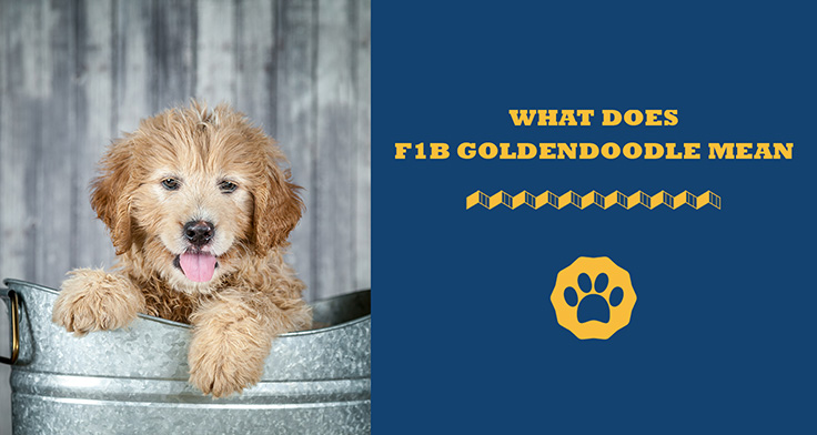 What does F1B goldendoodle mean