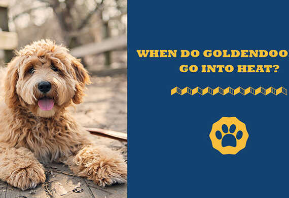 When Do Goldendoodles Go Into Heat?