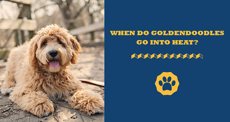 When Do Goldendoodles Go Into Heat?