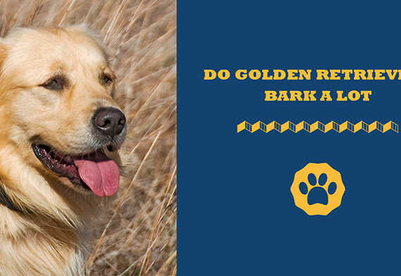 Do Golden Retrievers Bark A Lot